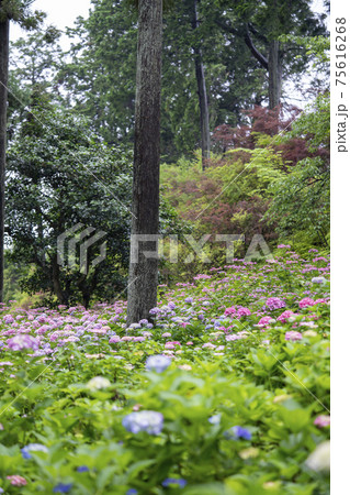 三室戸寺の紫陽花 三室戸寺の紫陽花 75616268
