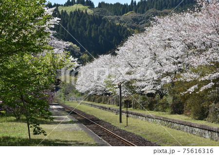 桜と線路 鹿児島県 霧島市横川 桜と線路 鹿児島県 霧島市横川 75616316