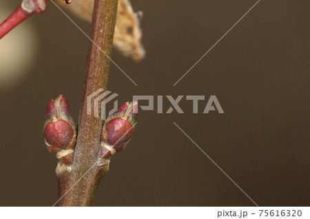 自然 植物 マユミ、冬芽と葉痕。二月半ば、堅そうな冬芽が膨らみ始めました 自然 植物 マユミ、冬芽と葉痕。二月半ば、堅そうな冬芽が膨らみ始めました 75616320