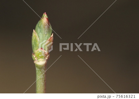自然 植物 マユミ、二月中旬。冬の間赤紫色だった小枝が緑色に変わり冬芽も膨らみ始めました 自然 植物 マユミ、二月中旬。冬の間赤紫色だった小枝が緑色に変わり冬芽も膨らみ始めました 75616321