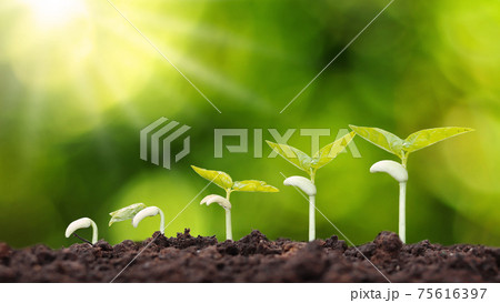 Growth order of young plants, plants or young trees on natural background. Growth order of young plants, plants or young trees on natural background. 75616397
