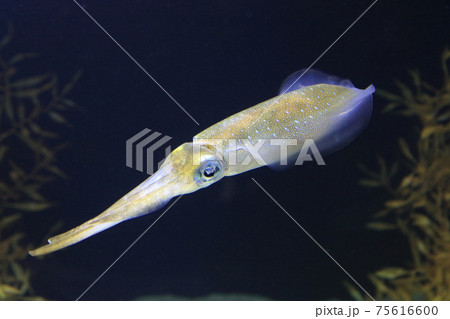 アオリイカ(水族館) アオリイカ(水族館) 75616600