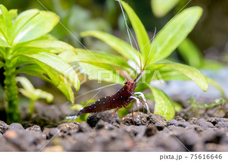 White spot sulawesi shrimp look for food aquatic soil near aquatic plant freshwater aquarium tank. White spot sulawesi shrimp look for food aquatic soil near aquatic plant freshwater aquarium tank. 75616646