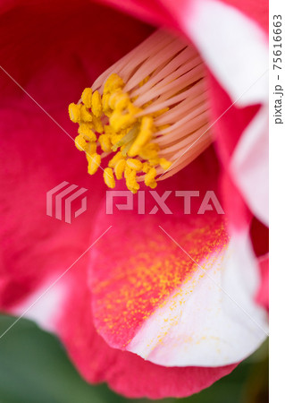 しべから落ちた花粉が花びらに積もっている椿の花の写真素材