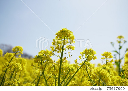 春の花 菜の花のアップ写真 イメージの写真素材