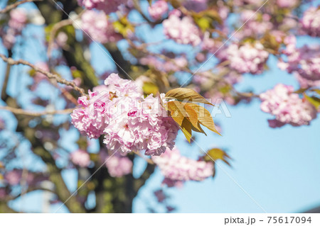 桜新町 八重桜の並木道 桜新町 八重桜の並木道 75617094