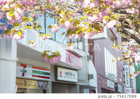 桜新町　八重桜の並木道　桜新町駅　南口 75617099