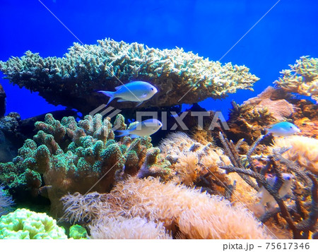 水族館の珊瑚と熱帯魚 75617346