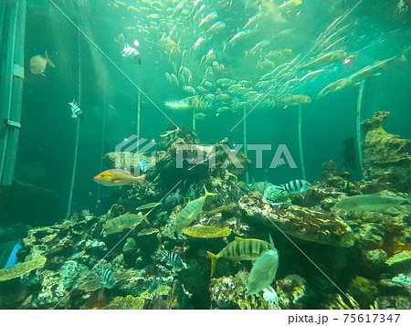 水族館の巨大水槽 水族館の巨大水槽 75617347