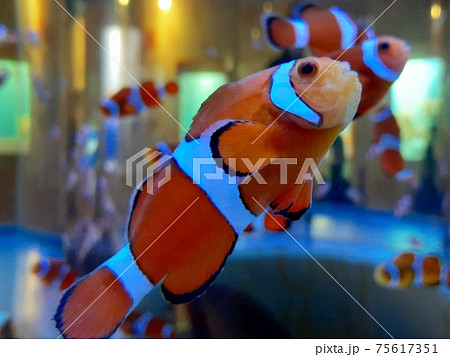 クマノミ クマノミ 75617351