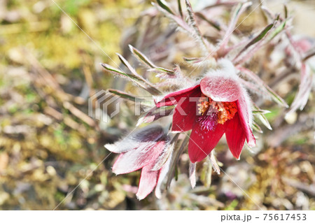 赤いオキナグサの花 75617453