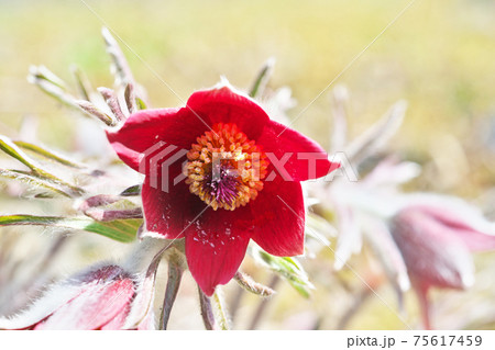 赤いオキナグサの花 赤いオキナグサの花 75617459