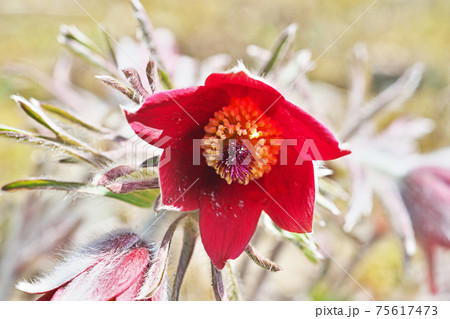 赤いオキナグサの花 赤いオキナグサの花 75617473