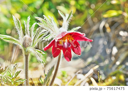 赤いオキナグサの花 75617475