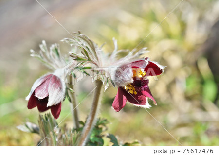 赤いオキナグサの花 赤いオキナグサの花 75617476
