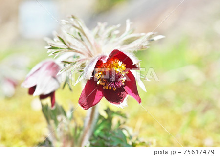 赤いオキナグサの花 赤いオキナグサの花 75617479