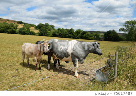 Spring House Farm Cottages of the Peak District National Park, Derbyshire, United Kingdom, the first national park in England and also a popular tourist destination - August, 2018 75617487