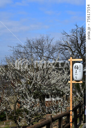 冬の佐布里梅林 75617554