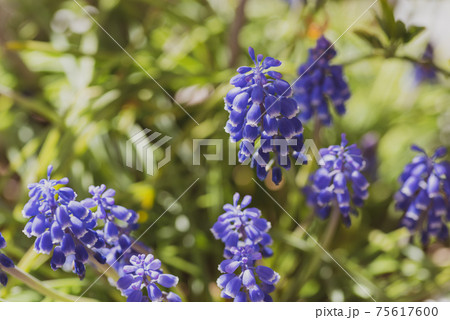 春の陽射しの下で開花したムスカリの花　a-2 フィルム調  75617600