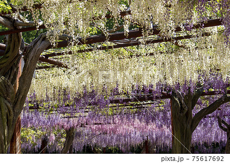 白と紫の藤の花 75617692