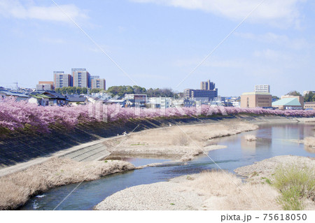 岡崎市 乙川 葵桜(河津桜) 岡崎市 乙川 葵桜(河津桜) 75618050