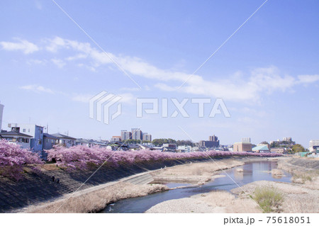 岡崎市 乙川 葵桜(河津桜) 岡崎市 乙川 葵桜(河津桜) 75618051