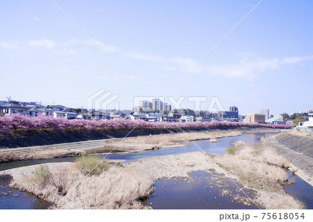 岡崎市 乙川 葵桜(河津桜) 岡崎市 乙川 葵桜(河津桜) 75618054