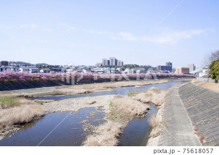 岡崎市 乙川 葵桜(河津桜) 岡崎市 乙川 葵桜(河津桜) 75618057