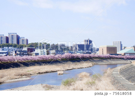 岡崎市　乙川　葵桜（河津桜） 75618058