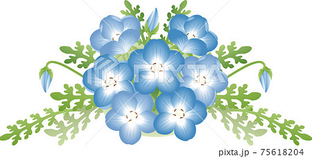 Nemophila Ruri Karakusa Spring Flower Flower Stock Illustration