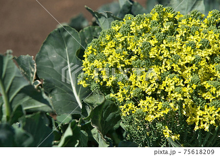 黄色い小さなブロッコリーの花の写真素材