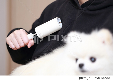 愛犬ポメラニアンを抱っこしたら服に抜け毛が付いたのでコロコロで掃除する女性 愛犬ポメラニアンを抱っこしたら服に抜け毛が付いたのでコロコロで掃除する女性 75618288