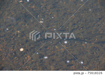 晩秋のマタナゴ（オス） 75618326