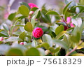 寒い中咲く可憐なサザンカ 75618329