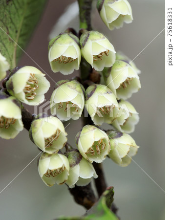 ヒサカキの開花 ヒサカキの開花 75618331
