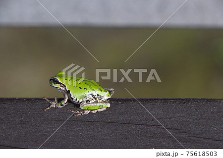 軒先のヒガシニホンアマガエル 軒先のヒガシニホンアマガエル 75618503