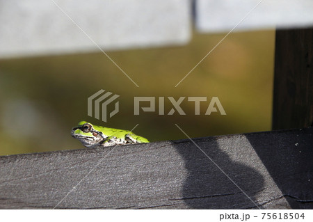 軒先のヒガシニホンアマガエル 75618504