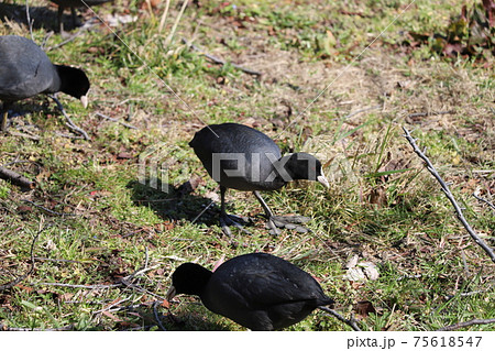 冬の河川敷で餌を探すオオバン 75618547
