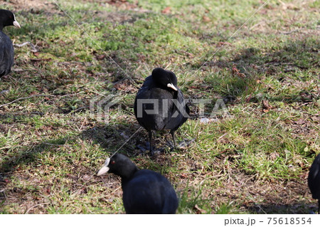 冬の河川敷で餌を探すオオバン 75618554