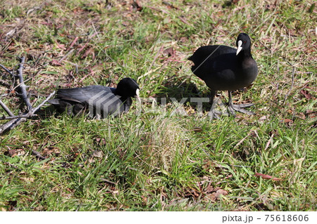冬の河川敷で餌を探すオオバン 75618606