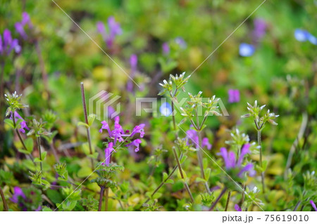 早春の野花2 75619010