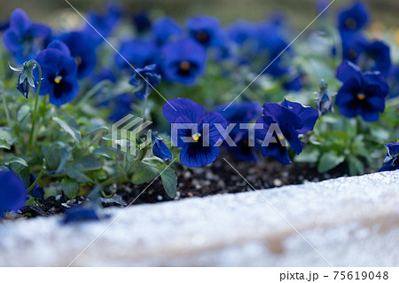 花壇に植えられた青のパンジーの花と株の写真素材 花壇に植えられた青のパンジーの花と株の写真素材