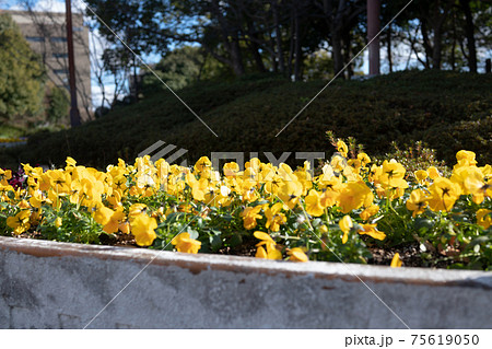 花壇に植えられた黄色のパンジーの花と株の写真素材