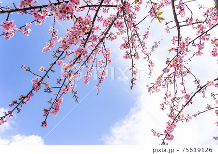 三重県松阪市 青空に映える笠松河津桜の枝 三重県松阪市 青空に映える笠松河津桜の枝 75619126