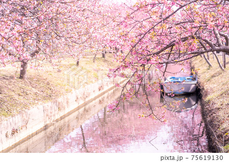 三重県松阪市　水路沿いに咲く笠松河津桜ロードとボート 75619130