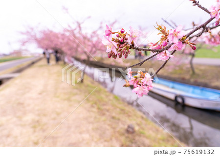 三重県松阪市　水路沿いに咲く笠松河津桜ロードとボート 75619132