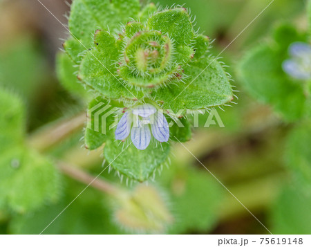 オオバコ科フラサバソウ 75619148