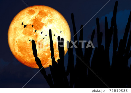 Super corn blood moon and silhouette cactus tree in the desert and bird flying on night sky 75619388