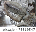 紋甲烏賊 75619547