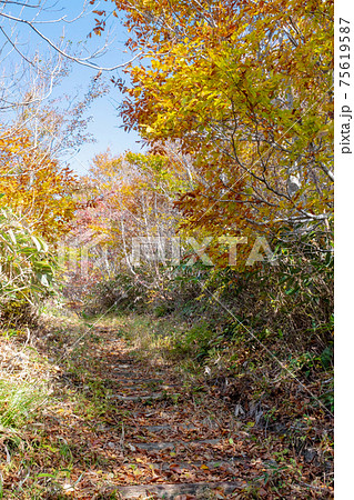 紅葉の森と道（大山鏡ヶ成  像山） 75619587